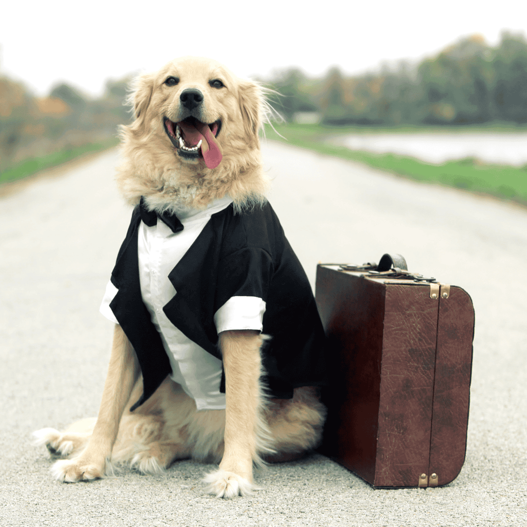 Honeymoons & Travel